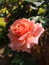 Beautiful Salmon Pink Rose